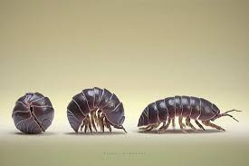 Fascinating Facts About Roly Poly Bugs