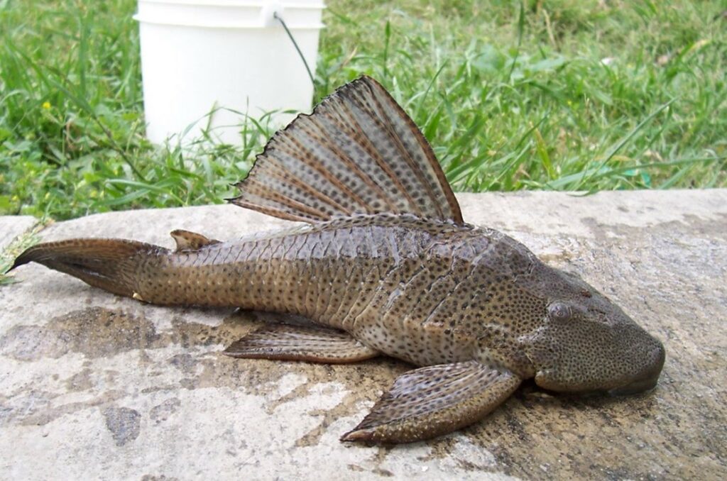 Habitat of the Plecostomus (Sucker-Mouthed Catfish)