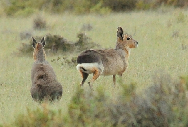 Patagonian mara (Dolichotis patagonum), also known as the Patagonian cavy or Patagonian hare