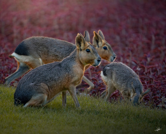 Patagonian mara (Dolichotis patagonum), also known as the Patagonian cavy or Patagonian hare