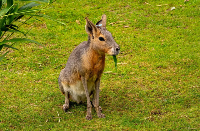 The Patagonian Mara (Dolichotis patagonum): A Comprehensive Guide