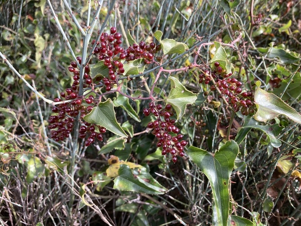 IntroductionSmilax ornata, commonly known as Jamaican sarsaparilla, Honduran sarsaparilla, or simply sarsaparilla