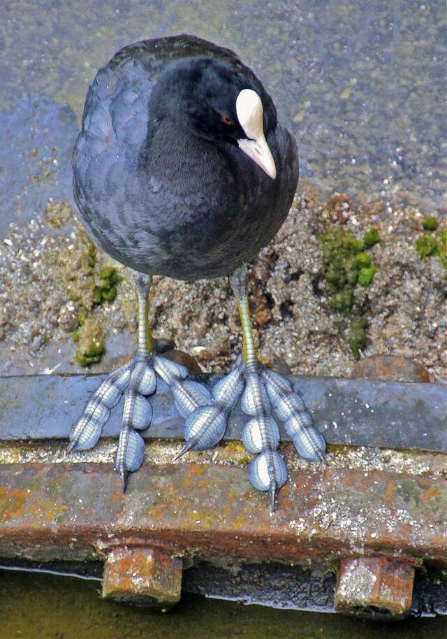 Eurasian Coot (Fulica atra)