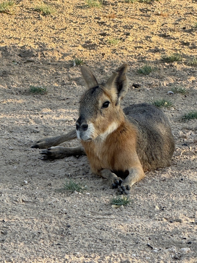 Patagonian mara (Dolichotis patagonum), also known as the Patagonian cavy or Patagonian hare