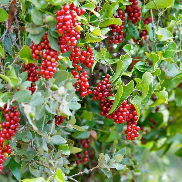 IntroductionSmilax ornata, commonly known as Jamaican sarsaparilla, Honduran sarsaparilla, or simply sarsaparilla