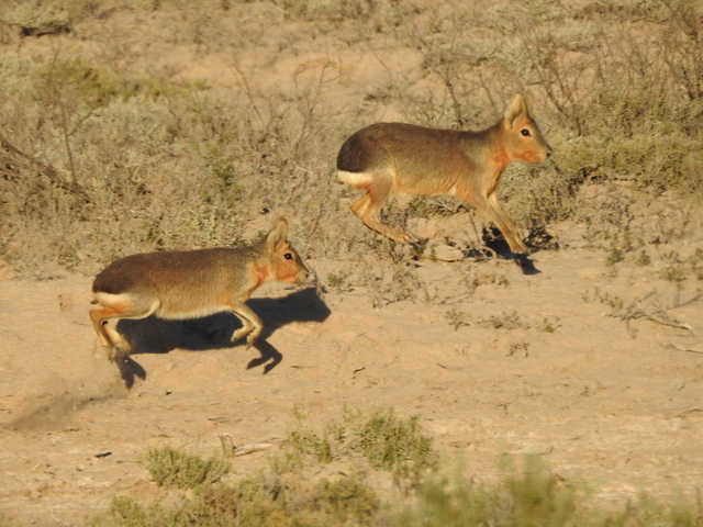 Patagonian mara (Dolichotis patagonum), also known as the Patagonian cavy or Patagonian hare