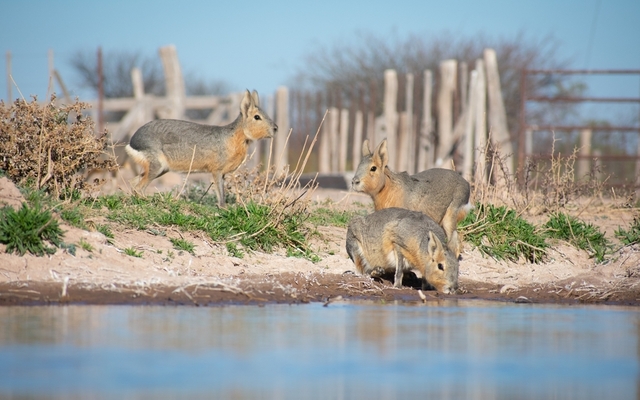 Patagonian mara (Dolichotis patagonum), also known as the Patagonian cavy or Patagonian hare