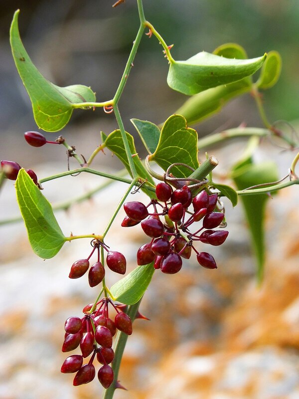 Smilax ornata (Jamaican Sarsaparilla): A Comprehensive Guide to Its Benefits, Uses, and History