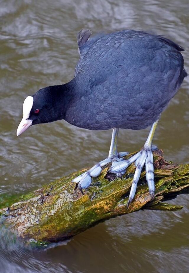 Comprehensive Guide to the Eurasian Coot (Fulica atra): Characteristics, Habitat, and Conservation