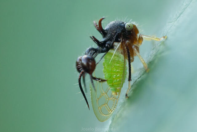 ant-mimicking treehopper (Cyphonia clavata)