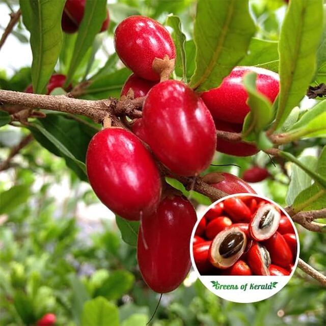 Synsepalum dulcificum: The Miracle Fruit That Alters Taste Perception