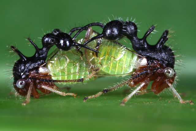 ant-mimicking treehopper (Cyphonia clavata)