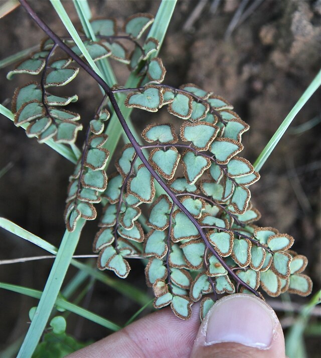 Pellaea calomelanos, commonly known as the triangular cliff brake fern