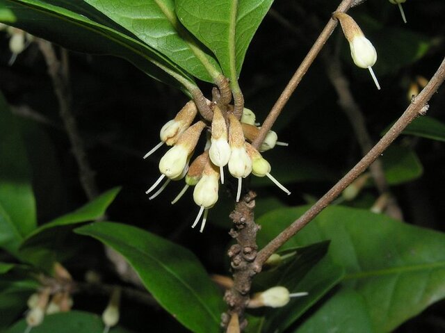 Synsepalum dulcificum, commonly known as the miracle fruit