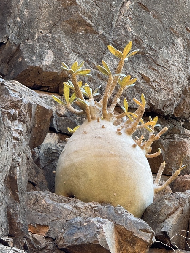 Dorstenia gigas: Fascinating Facts About Socotra’s Unique Succulent