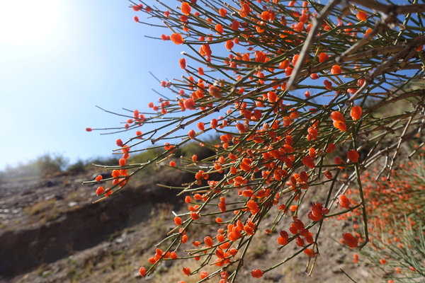 Ephedra sinica, commonly known as Ma Huang