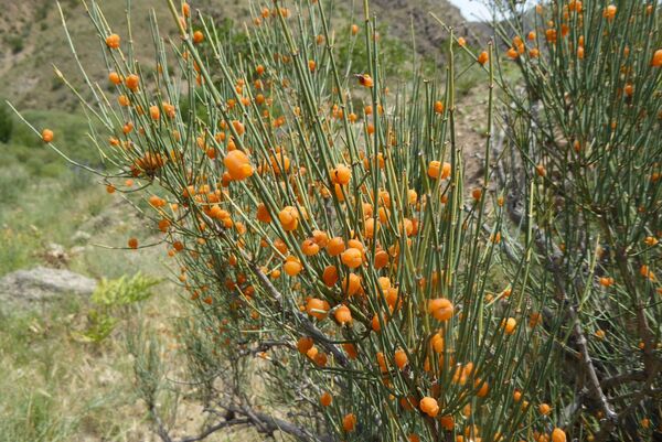 Ephedra sinica, commonly known as Ma Huang