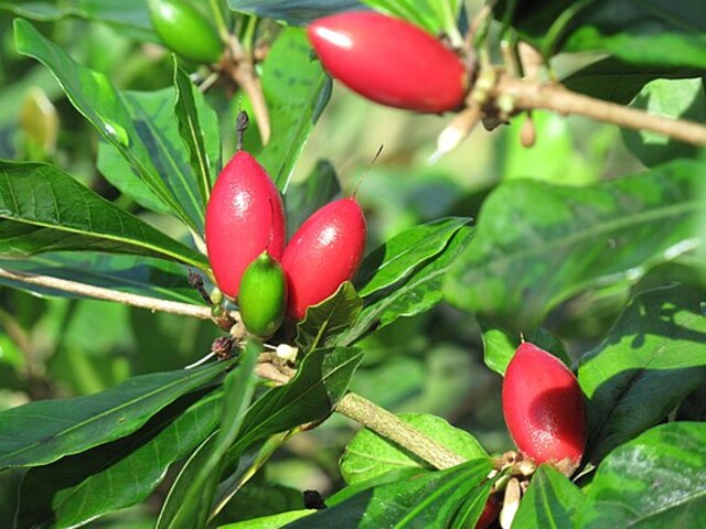 Synsepalum dulcificum, commonly known as the miracle fruit