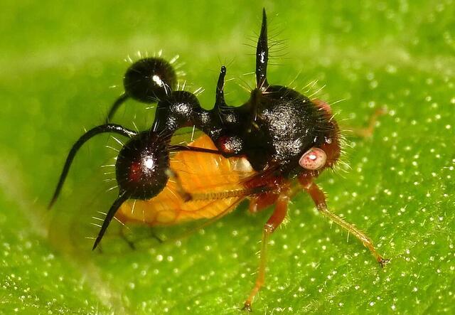 Ant-Mimicking Treehopper (Cyphonia clavata): Nature’s Master of Deception