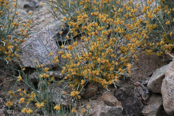 Ephedra sinica, commonly known as Ma Huang