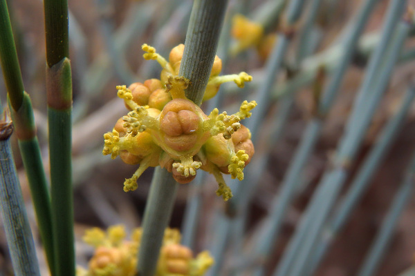 Ephedra sinica, commonly known as Ma Huang