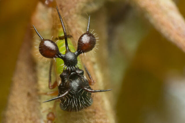 ant-mimicking treehopper (Cyphonia clavata)