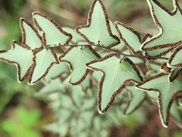 Pellaea calomelanos: A Unique Cliff Fern with Global Distribution