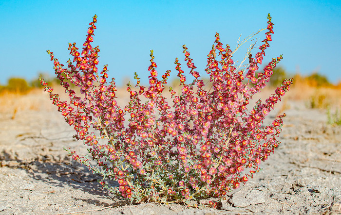 Climacoptera lanata: A Resilient Halophyte Thriving in Extreme Environments