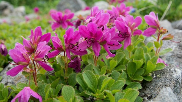 Kamchatka Rhododendron (Rhododendron camtschaticum): Fascinating Facts About This Arctic Beauty