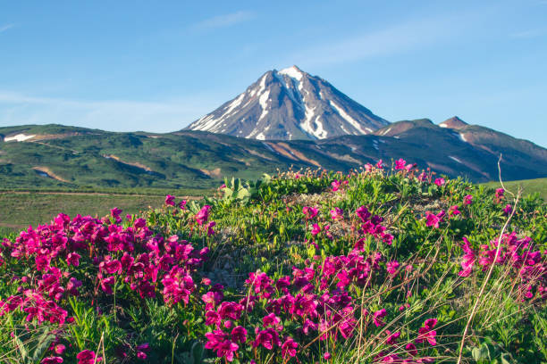 Kamchatka Rhododendron (Rhododendron camtschaticum) 