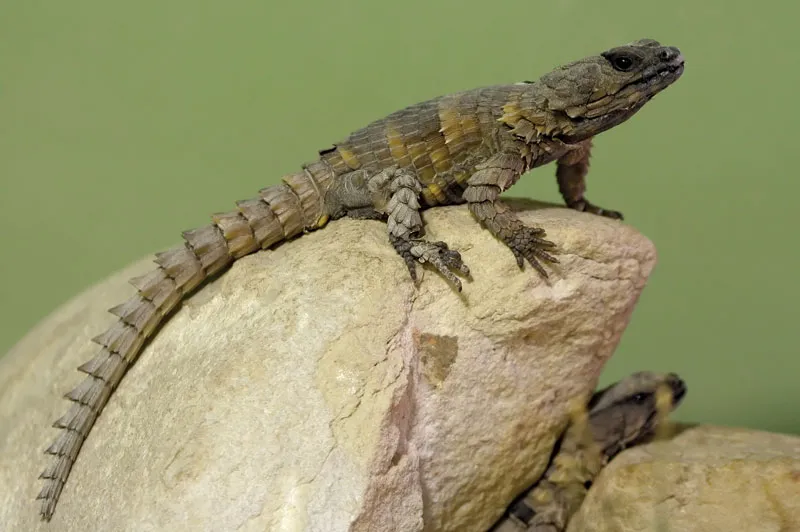 Are Golden Armadillo Lizards Suitable as Pets?