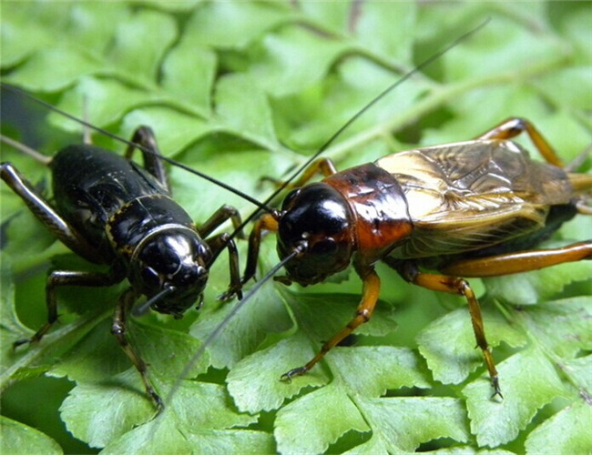 Characteristics and living environment of crickets