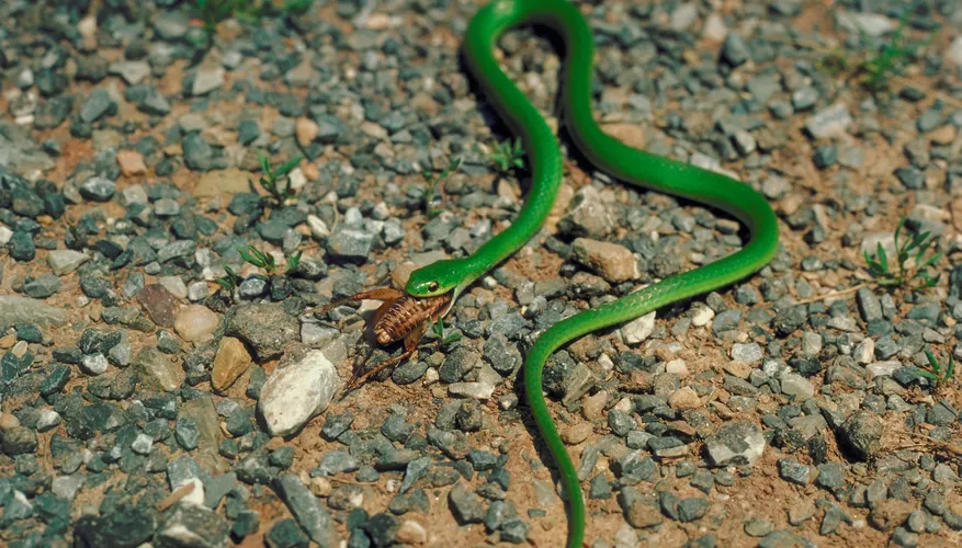 What Other Foods Do Snakes Consume Besides Rats?