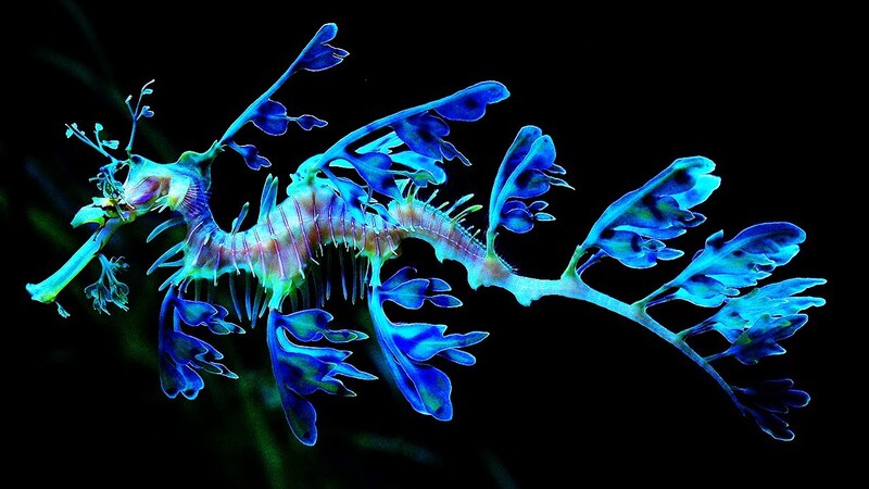 Top 10 Most Beautiful Seahorses