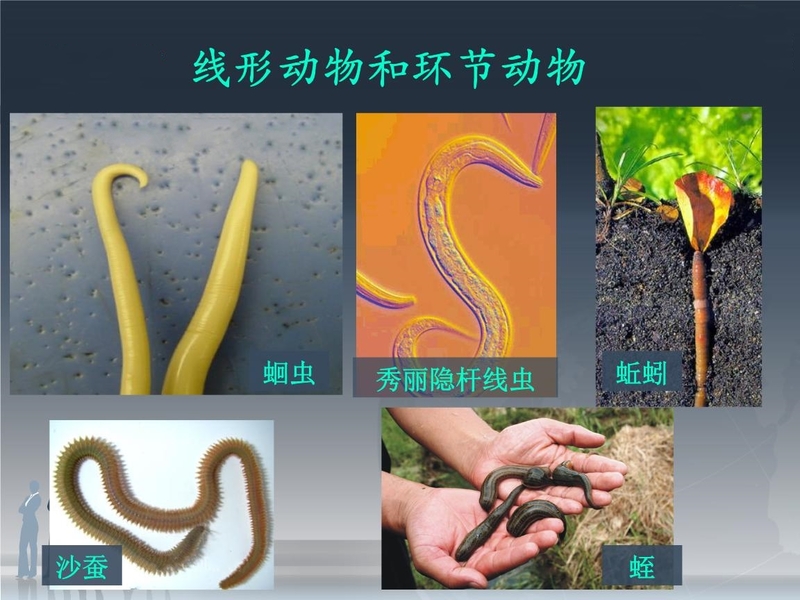 The difference between nematodes and nematodes - an in-depth analysis of the characteristics and dif