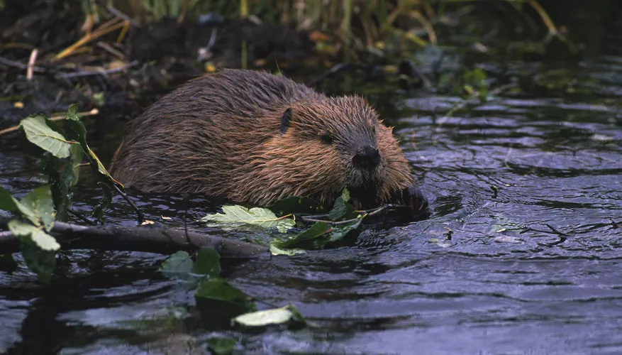 Feeding Habits of Beaver Kits: Nature’s Busy Builders