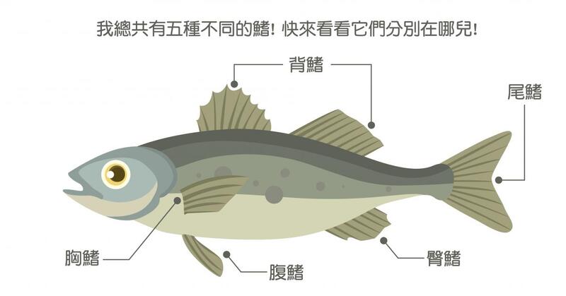 Characteristics and living environment of fish: exploring the mysteries of underwater life