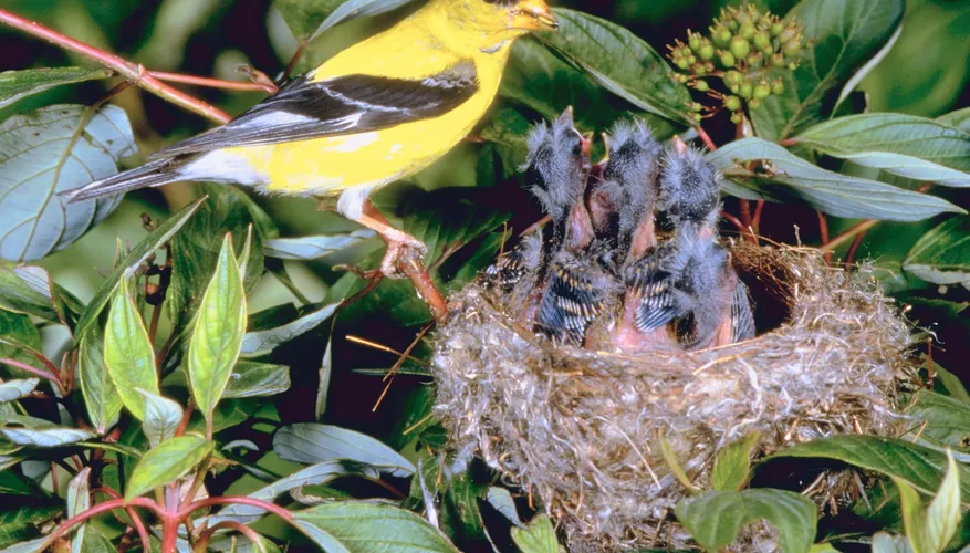 Yellow Finch Habitat and Bird House Preferences