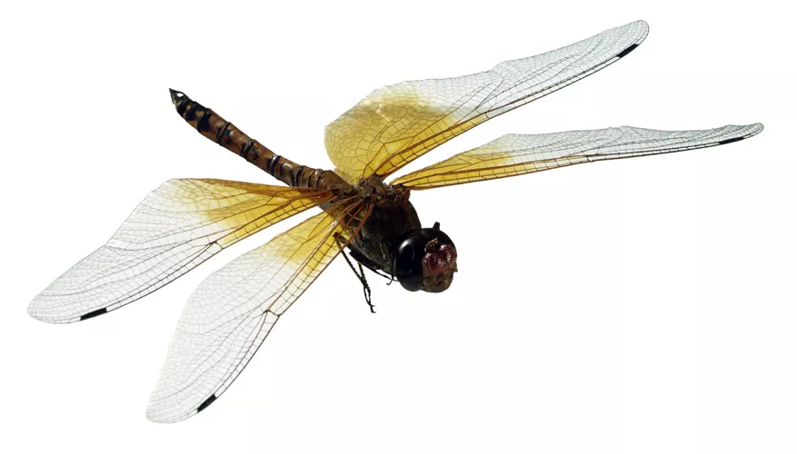 Understanding the Predators of Dragonflies