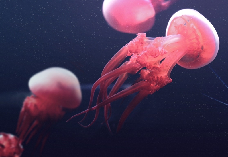 What is the difference between jellyfish and jellyfish?