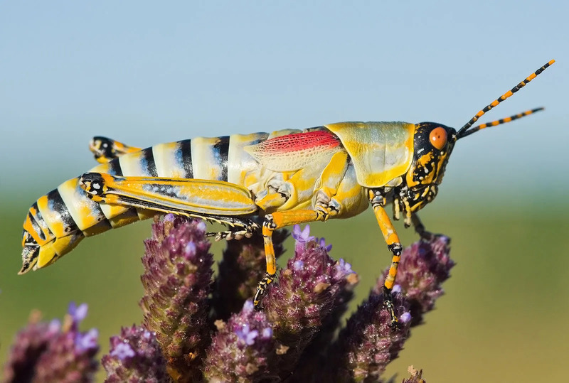 Grasshopper characteristics and living environment