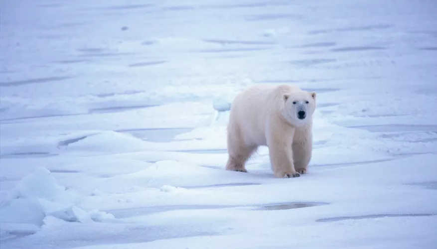 Polar Bears: Distribution and Habitat Across Continents