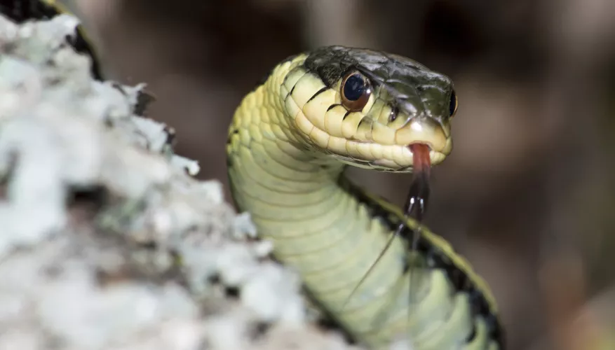 Understanding the Plight of Endangered Snakes Worldwide