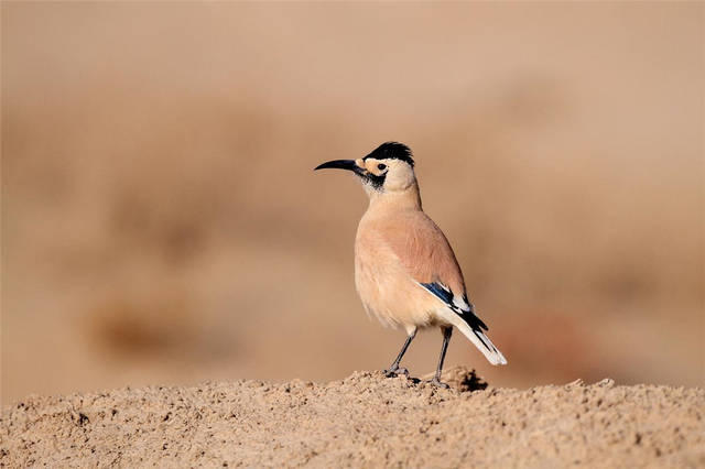 What wild animals live in the Taklamakan Desert?