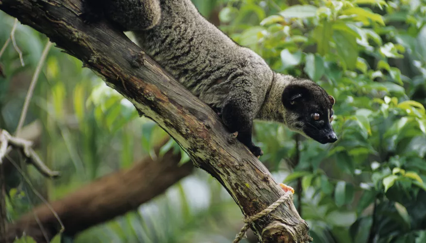 Understanding the Asian Palm Civet: Characteristics and Lifestyle