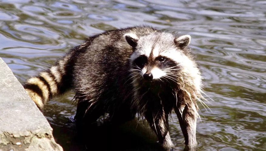 What Do Raccoons Eat? A Comprehensive Guide to the Raccoon Diet