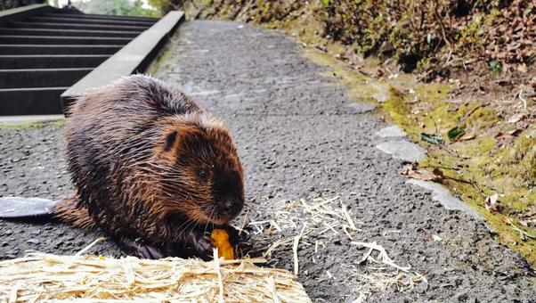 What Do Beavers Eat? – A Look at Their Herbivorous Diet