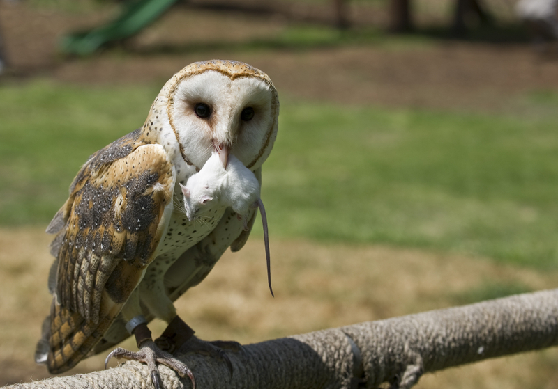 What Do Owls Eat? – A Detailed Look at Their Diet