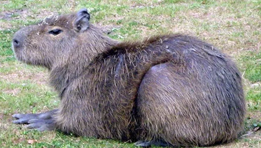 Comprehensive Care Guide for Pet Capybaras