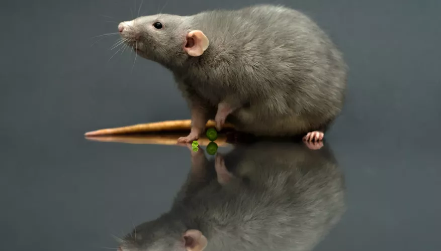 Dumbo Rat vs. Standard Rat: Key Differences and Similarities